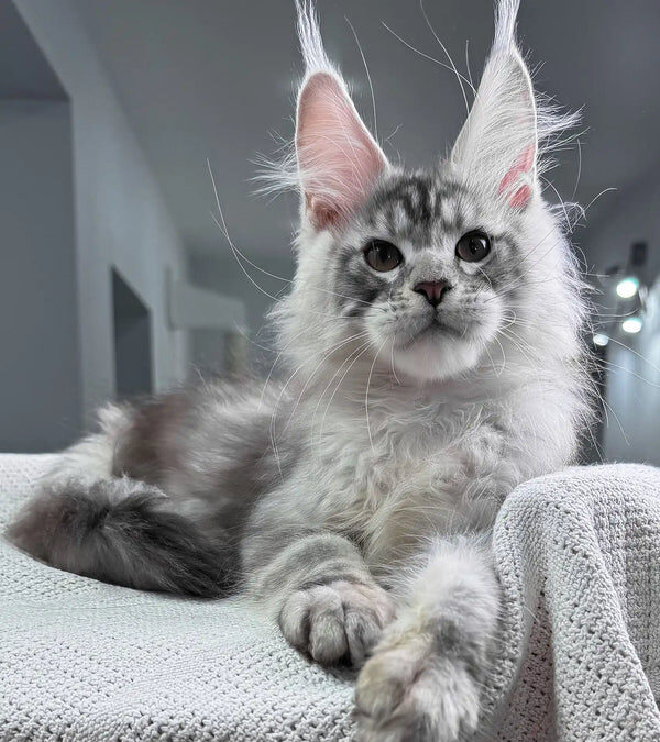 Understanding Maine Coon Health: Key Tips to Keep Your Cat Thriving